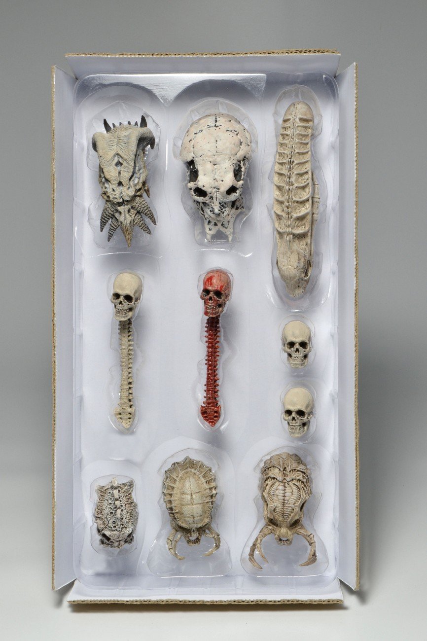 New Trophy Human Skull For 7" 8" Scale Neca  Mcfarlane Action Figures AvP Alien 